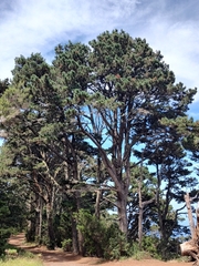 Pinus canariensis