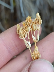 Gentianaceae