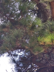Pinus canariensis