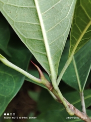Ficus vasculosa