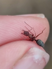 Camponotus feae