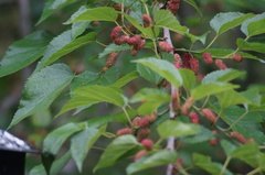 Morus nigra