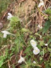 Galeopsis segetum