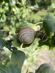 Caucasotachea vindobonensis