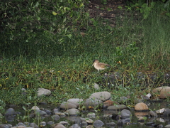 Ixobrychus sinensis