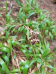 Luzula canariensis image
