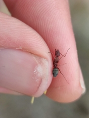 Camponotus feae