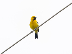 Icterus nigrogularis