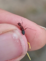 Camponotus feae