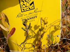 Scheuchzeria palustris