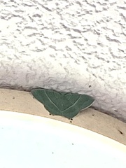 Neohipparchus vallata