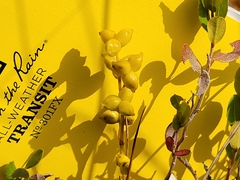 Scheuchzeria palustris