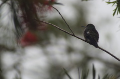 Thalurania glaucopis