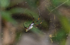 Trichonephila inaurata