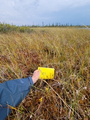 Scheuchzeria palustris