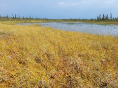 Scheuchzeria palustris
