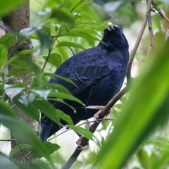 Ptilonorhynchus violaceus