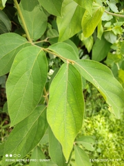 Congea tomentosa