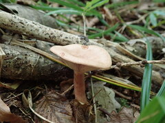 Lactarius quietus