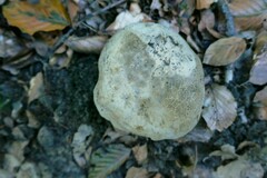 Caloboletus radicans