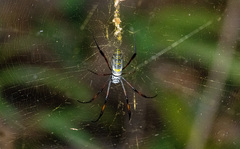 Trichonephila inaurata