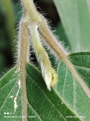 Congea tomentosa