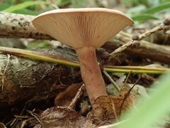 Lactarius quietus