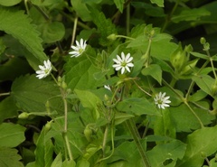 Stellaria aquatica
