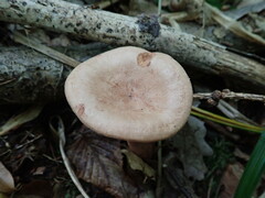 Lactarius quietus