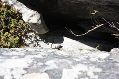 Pseudocordylus microlepidotus microlepidotus