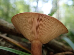 Lactarius quietus