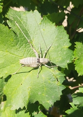 Paradrymadusa galitzini