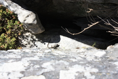 Pseudocordylus microlepidotus microlepidotus
