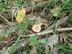 Lactarius quietus