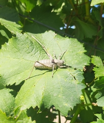 Paradrymadusa galitzini