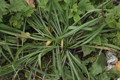 Tragopogon orientalis