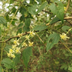 Clematis peterae