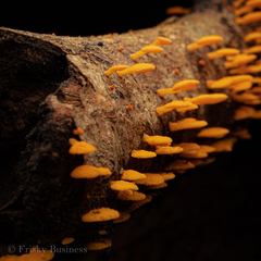 Favolaschia claudopus