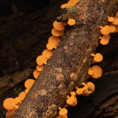 Favolaschia claudopus