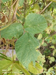 Calopogonium mucunoides