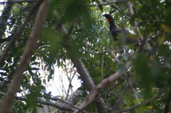 Penelope obscura