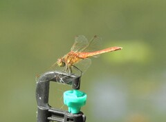 Sympetrum frequens