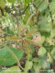 Calopogonium mucunoides