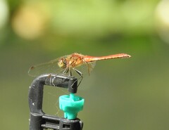 Sympetrum frequens