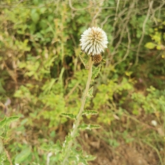 Echinops grijsii