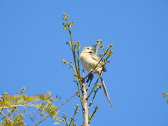 Schoeniophylax phryganophilus