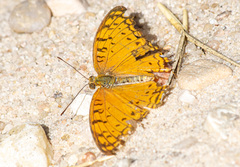 Phalanta