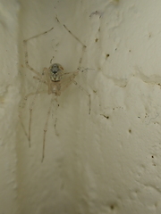 Cryptachaea gigantipes