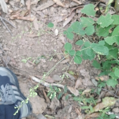 Hylodesmum podocarpum