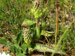 Lachenalia orchioides